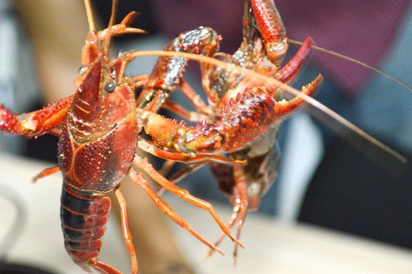 潜江市 夏季美味小龙虾 人人爱吃就数它 虾肉雪白汤汁浓 配上啤酒顶