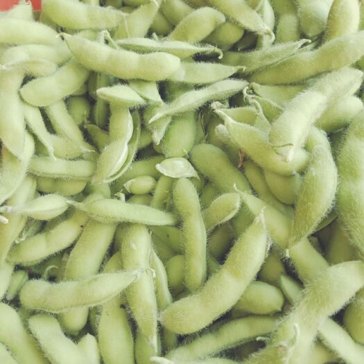 淮安 新鲜毛豆当天摘的