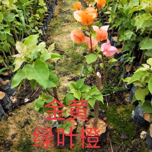 漳州橙红三角梅 自家基地现货供应