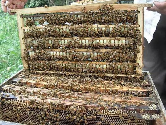 新蜂王浆新鲜500g正品蜂皇浆纯正天然农家自产蜂王乳春浆