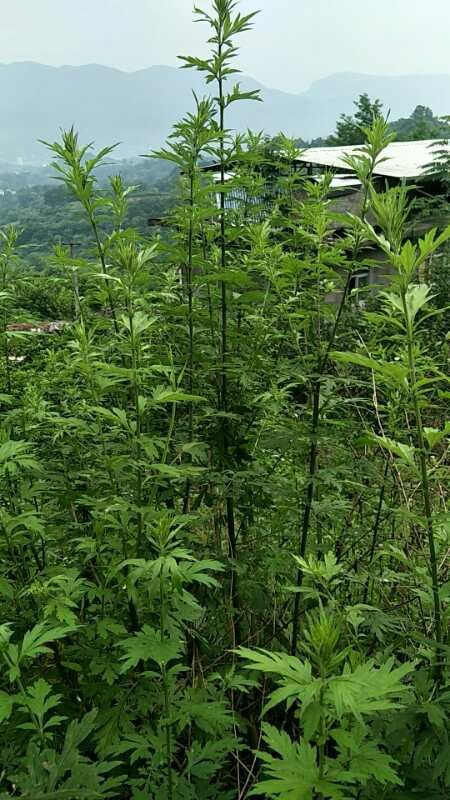 慈利县 艾叶，鲜货，统货