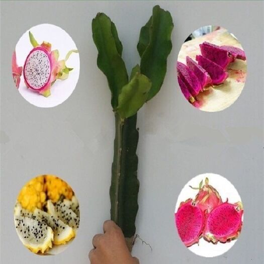 灵山县 红肉火龙果苗南方北方四季庭院阳台种植盆栽地栽红心水果苗果树苗
