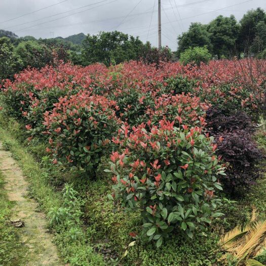 郴州 红叶石楠球