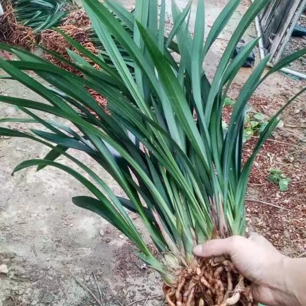 企黑墨兰，适应环境能力强，叶墨绿，花期长3-4个，浓香型。