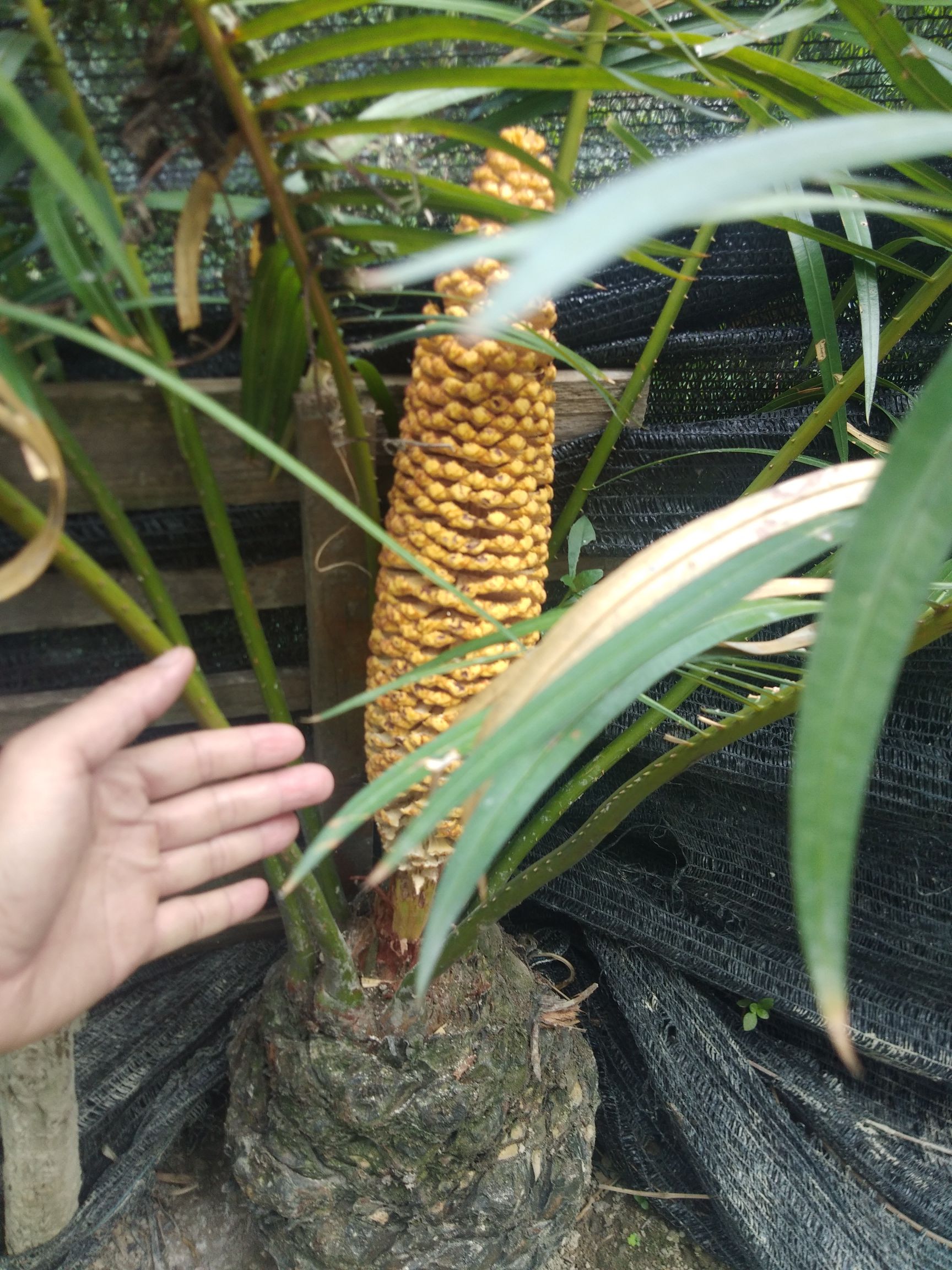 乐业县铁树叶 铁树开花了有意的扣扣