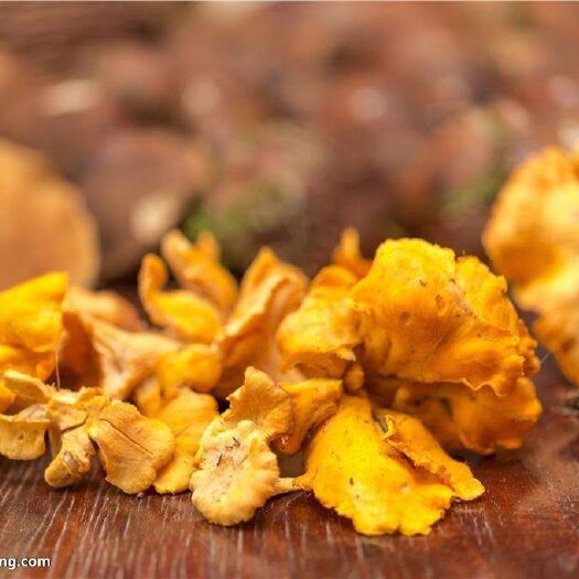 南召县 天然菌鸡油菌