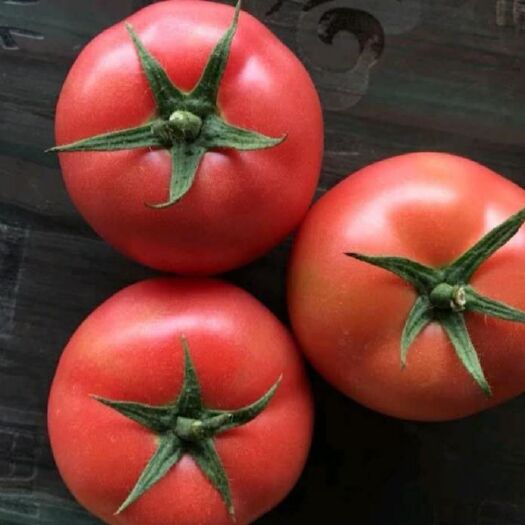 大粉番茄苗  品质非常好，产量高，抗病性强，果型非常好