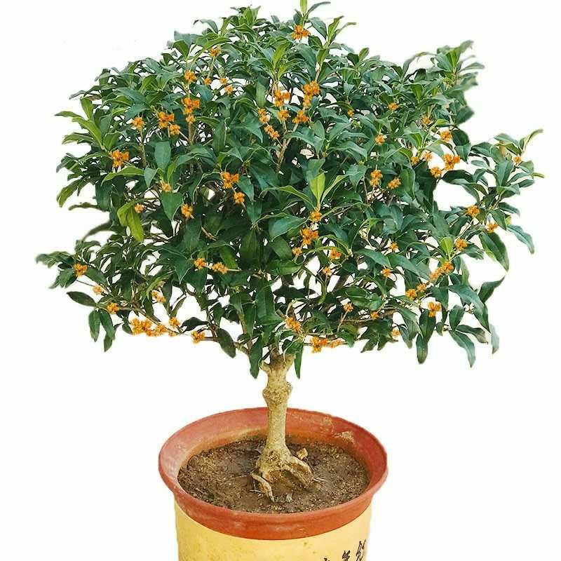 桂花树苗