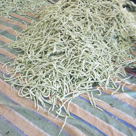 北镇市 白条豆角大量上市  需要的老板请联系