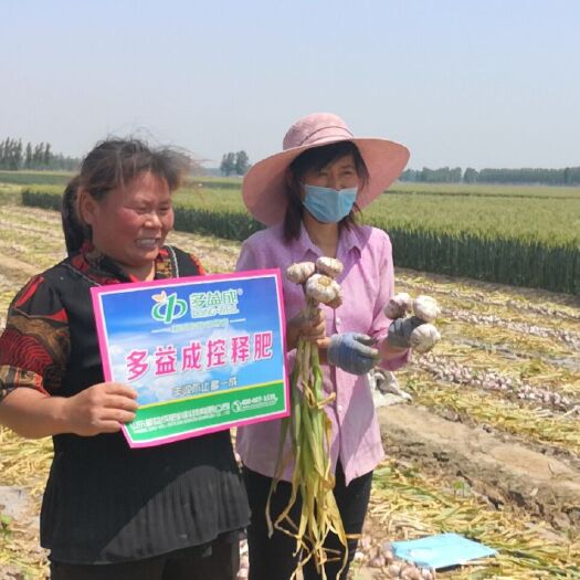 巨野县 无药害有机大蒜