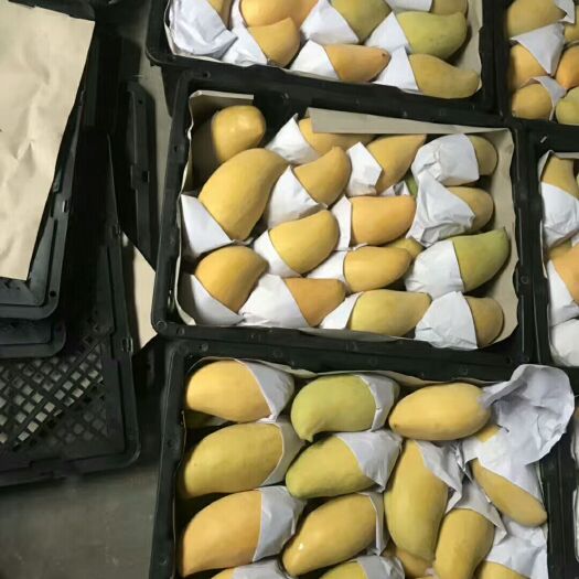 瑞丽市 缅甸鹰嘴芒果