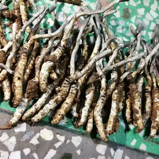 浏阳市亚香棒虫草