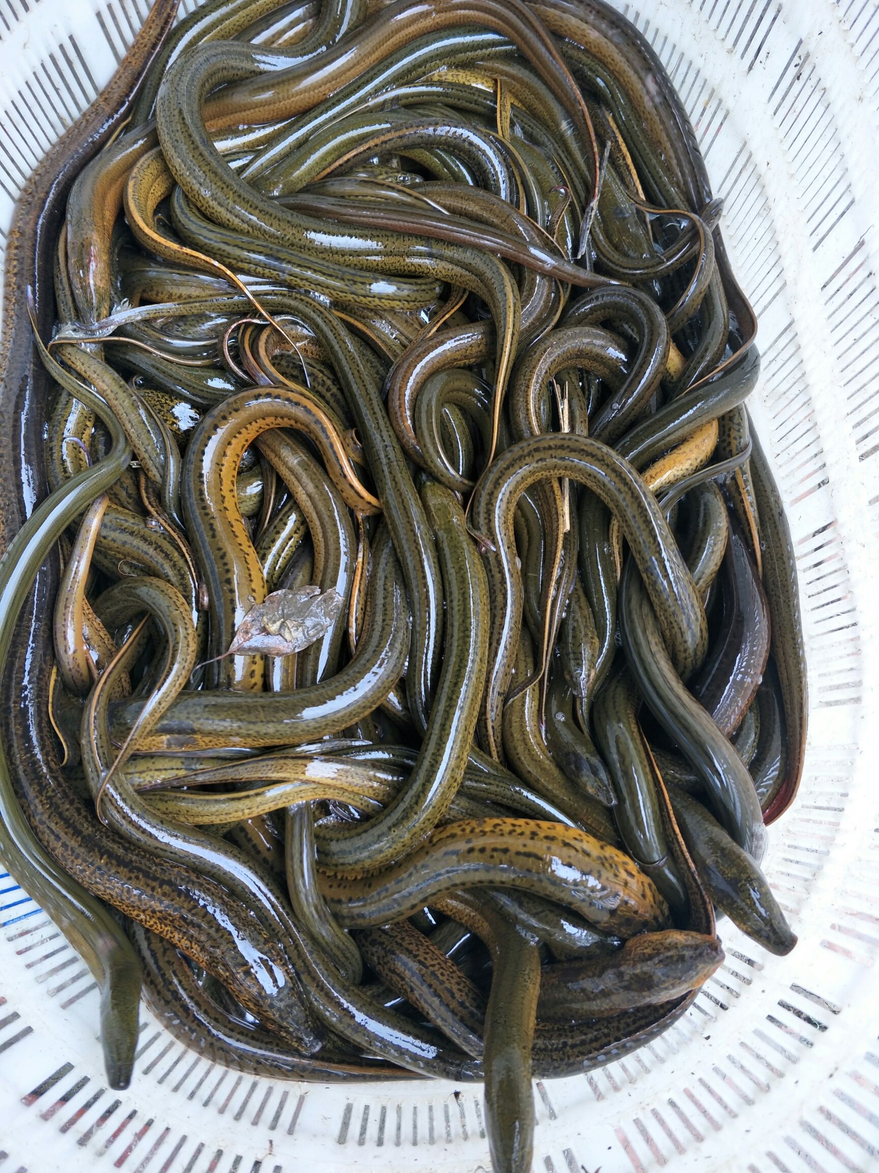 黄尾鲴鱼苗  鳝鱼