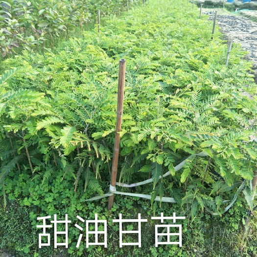 普宁市珍珠番石榴苗 普宁专业出售各种热带水果苗，
