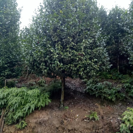 高县 大红牡丹茶花