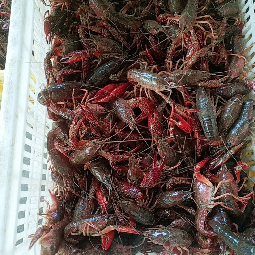潜江市 潜江小龙虾  中青  规格硬  质量好 底板干净  价格优惠