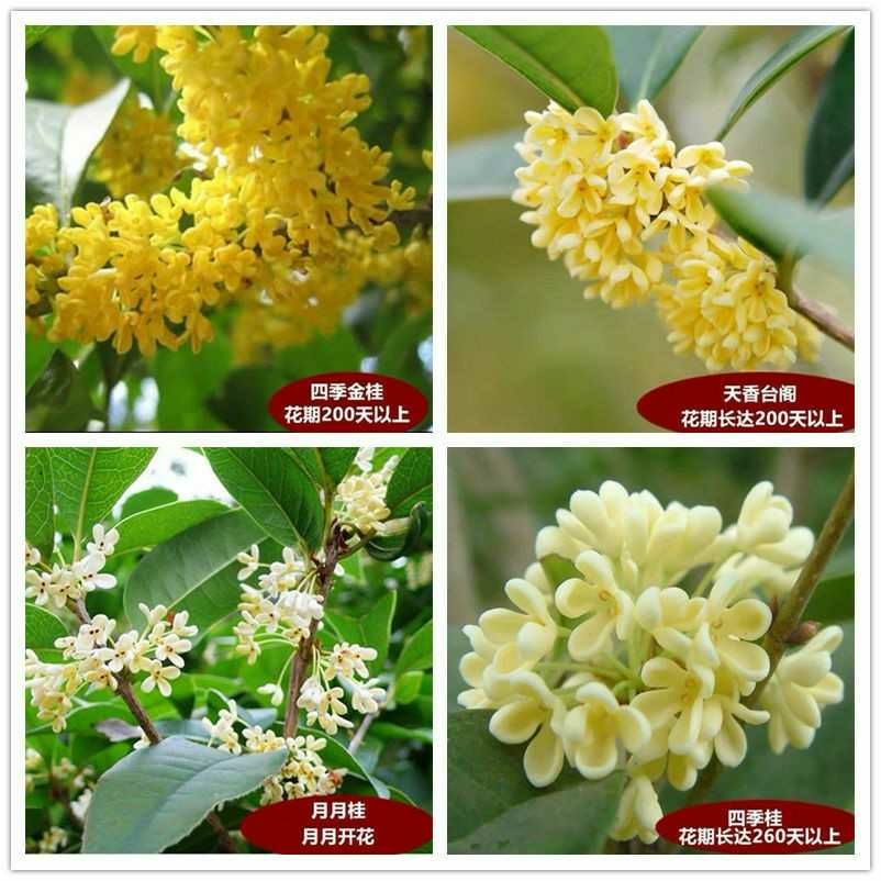 桂花树苗