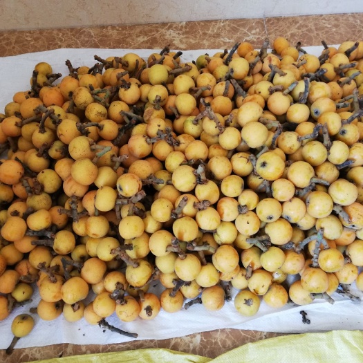 苏州 这个大、皮薄、味甜、新鲜的洞庭西山青种枇杷你不眼馋吗？