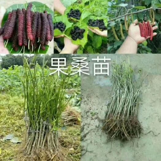 灵山县无籽大十果桑苗 无仔十大果桑苗，嫁接大果桑，桑葚果树苗嫁接苗另有长果桑苗