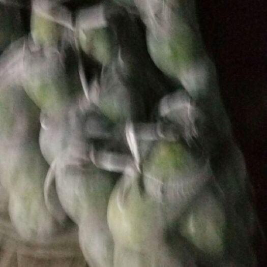 南乐县 冬瓜大量上市了