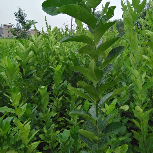 肇庆佛手苗 长期供应优质木。