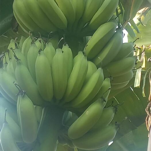 遂溪县小米蕉 八成熟
