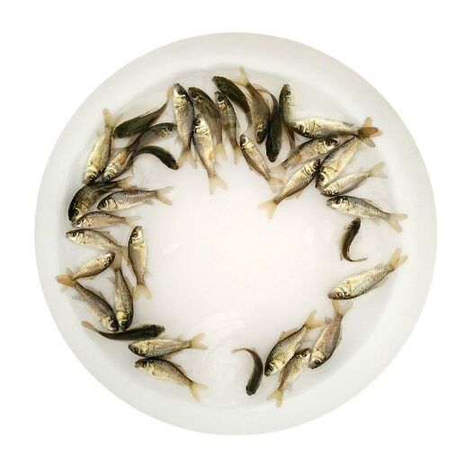 广州 鲫鱼苗，低价出售
