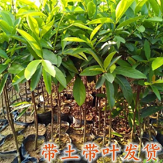 灵山县山竹树苗 领南山竹苗