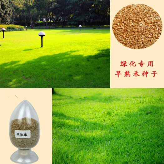 沭阳县草坪种子马尼拉草坪四季常青耐踏庭院绿化草种子耐旱狗牙根种子