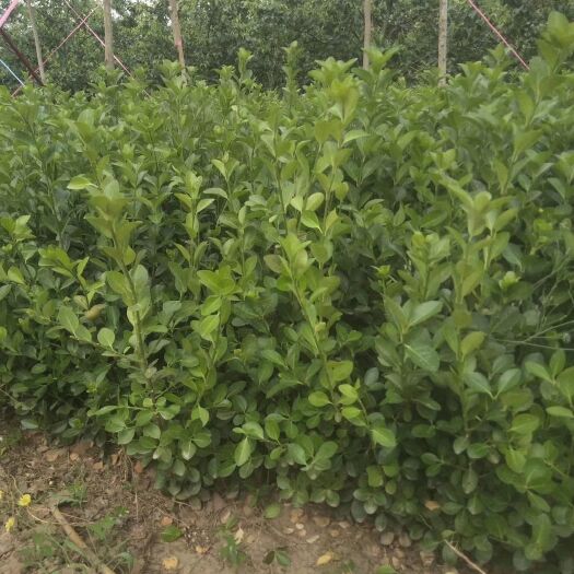 深州市胶东卫矛  大量出售七十以上卫矛