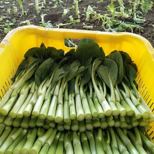 上海青菜心 常年大棚种植，上海自提。