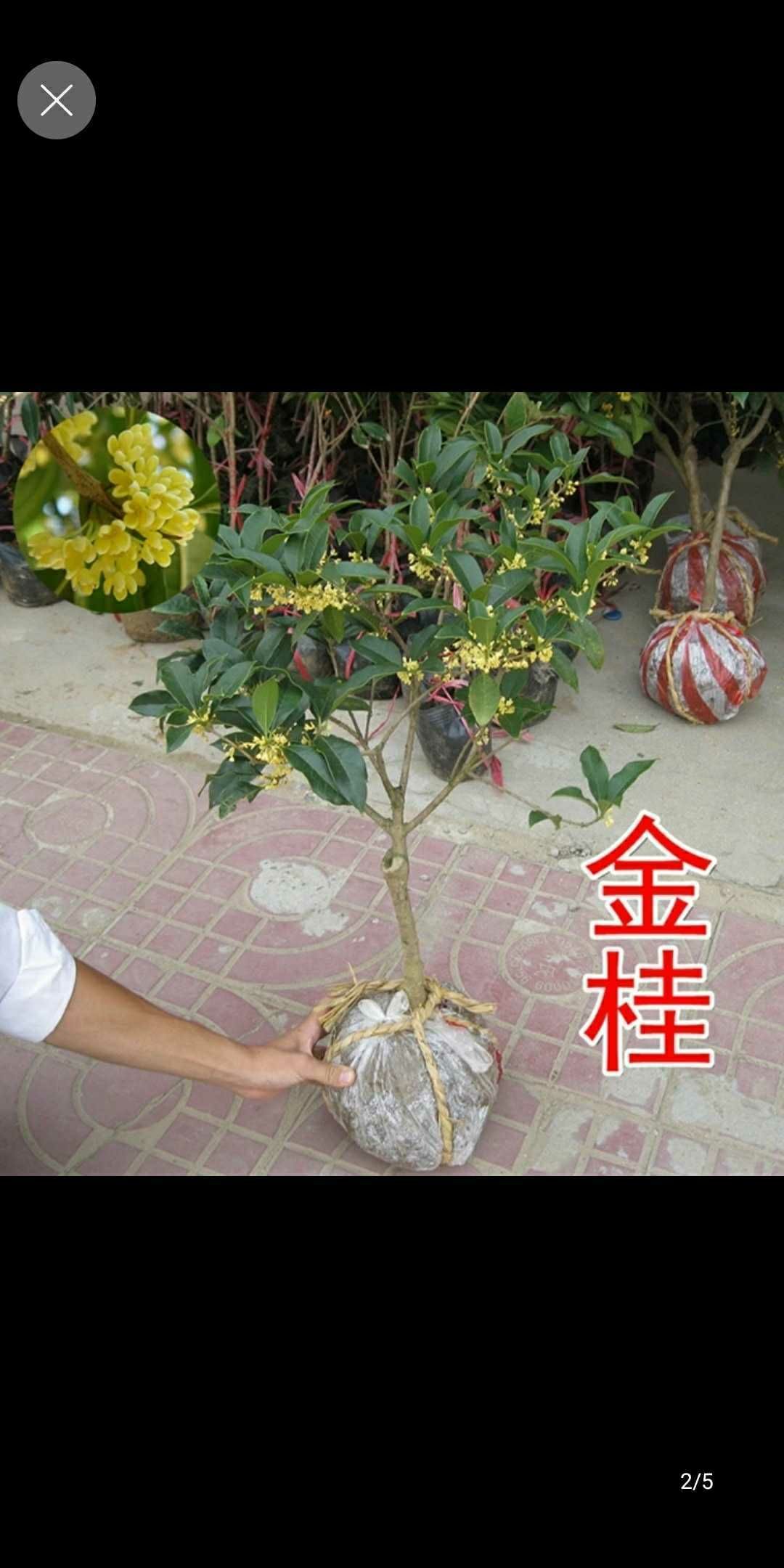 桂花树苗