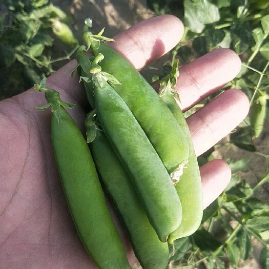 靖远县豌豆角 大量上市，新鲜产品