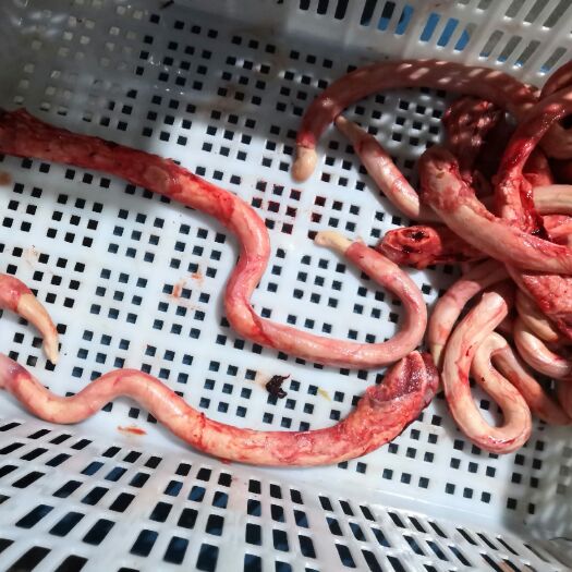 昆明牛鞭