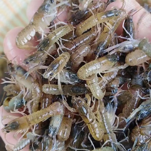洪湖市小龙虾苗  优质虾苗，种虾
