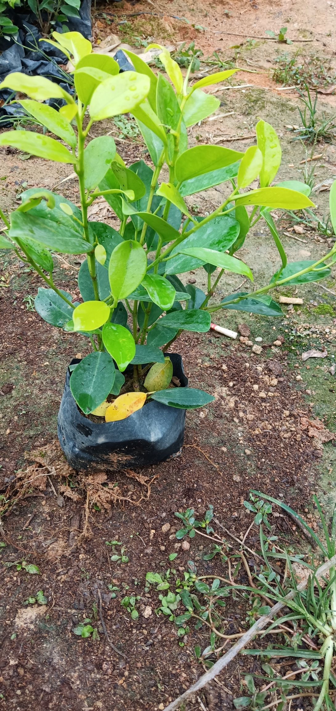 漳州大叶桑苗 青桑