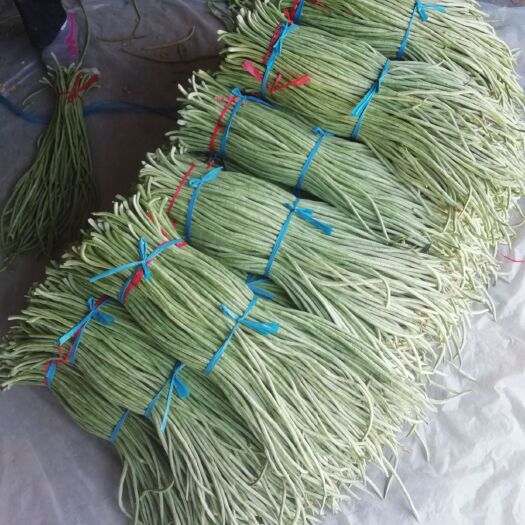 莘县 山东莘县长豆角大量上市了，质量好