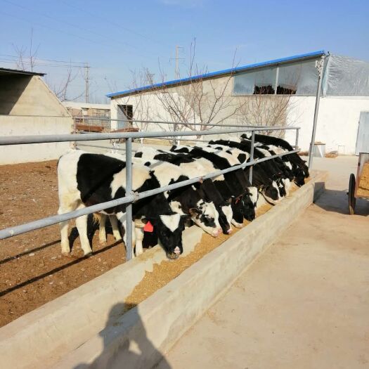 嘉峪关市 400-600斤的肉公牛，黑白花、红白花