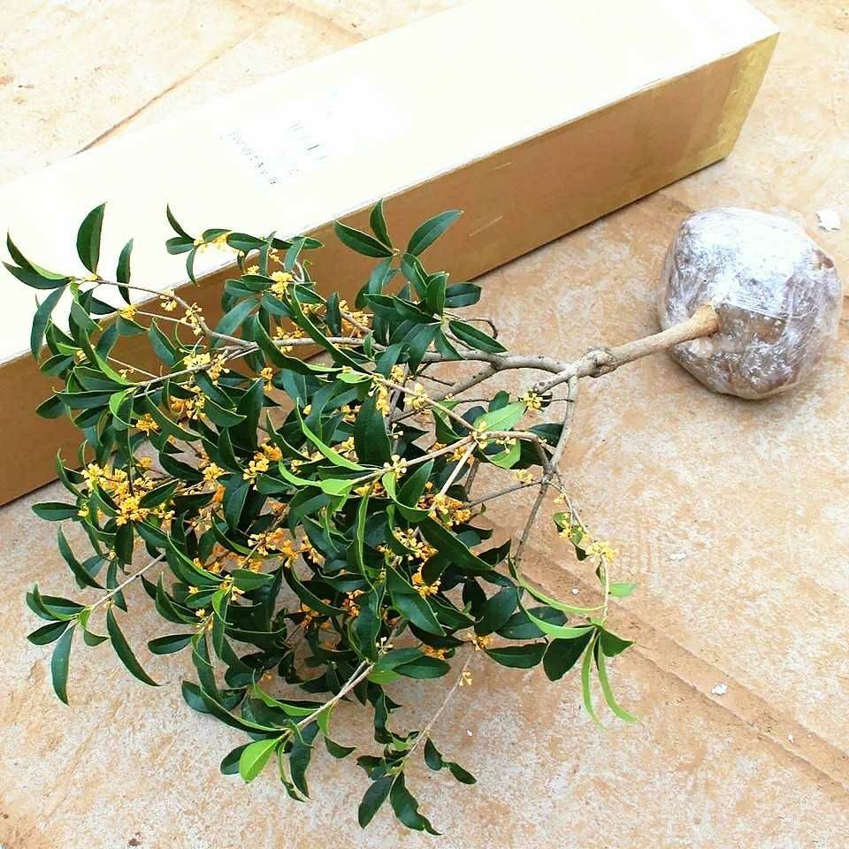 桂花树苗