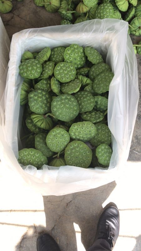 瑞金市 嫩莲蓬青莲蓬大量供货