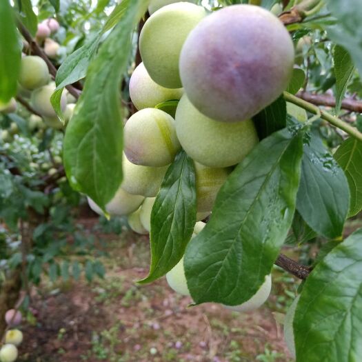 屏山县四川半边红李子（茵红李）脱骨李