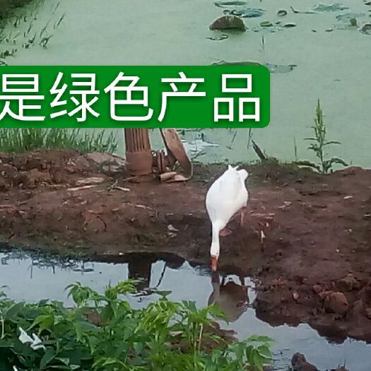 深圳 农家散养大白鹅6-8斤在右
