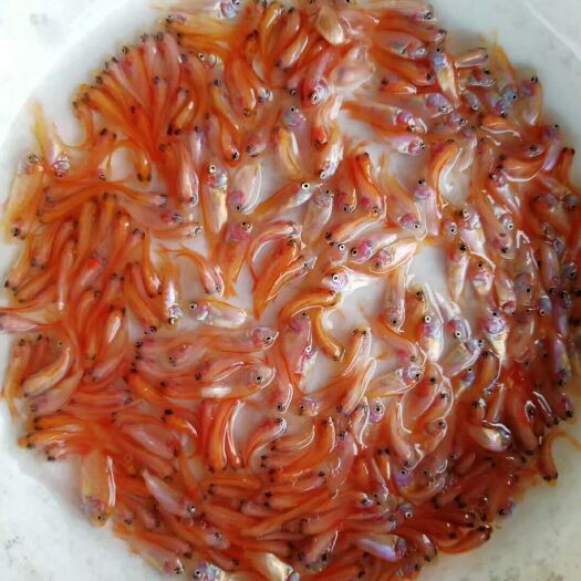 博罗县 彩虹鲷