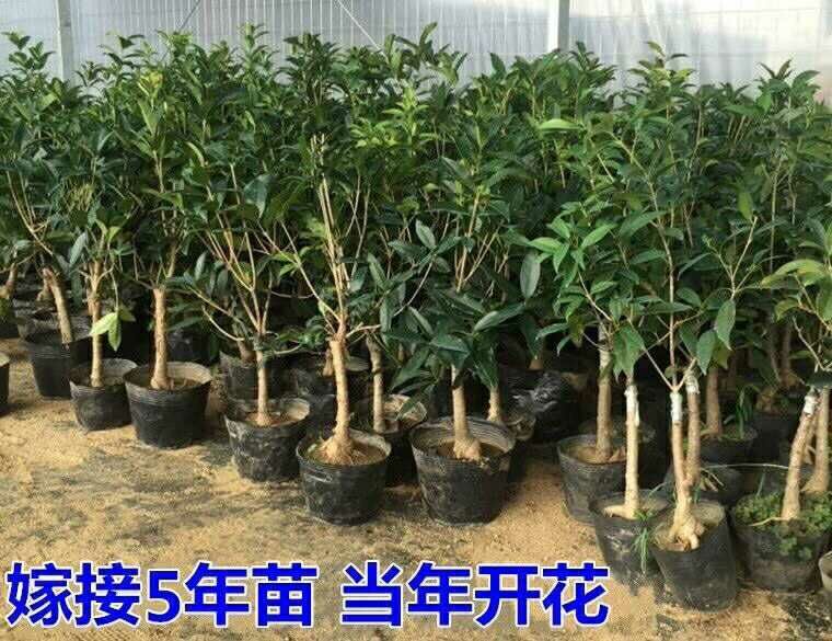 桂花树苗