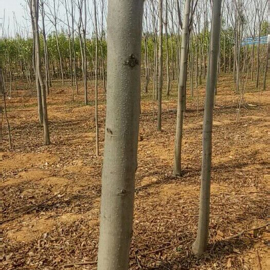 南召县北栾树 南北栾2-----12公分