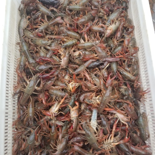 监利市基地直供，虾苗，成品虾，塘口一手货源，没有中间商。