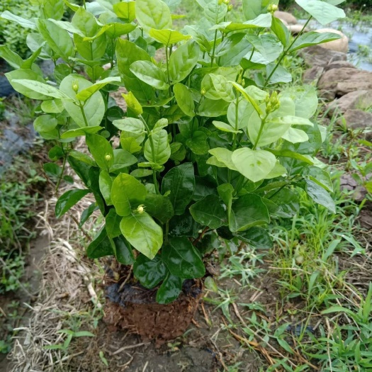 犍为县白色茉莉  在中国的四川省，五十万株茉莉花含苞待放