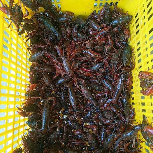 潜江市 潜江小龙虾 中红规格硬 质量好 价格实惠