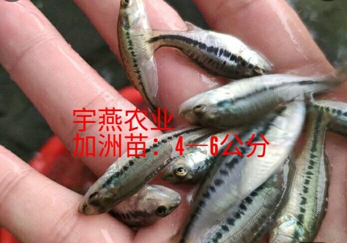 钦州加州鲈鱼苗 钦州市宇燕农业