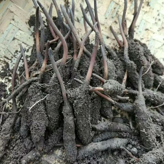 小金县 阿坝州虫草